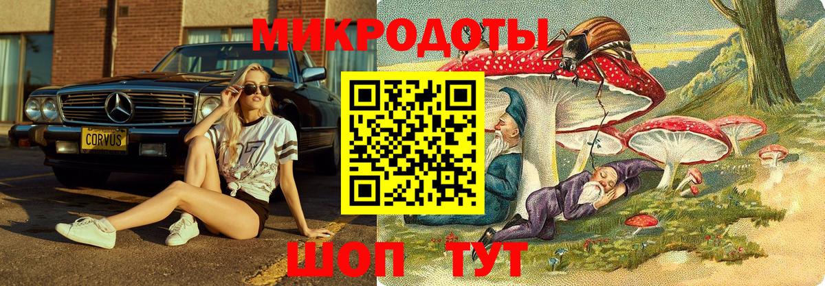 Псилоцибиновые грибы Psilocybe Ачхой-Мартан